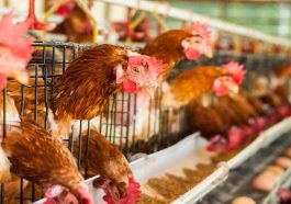 Wabah Flu Burung di Brasil Picu Larangan Ekspor
