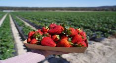 Penggerebekan Imigrasi dan Ketakutan Buruh Tani di California