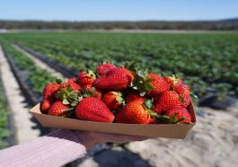 Penggerebekan Imigrasi dan Ketakutan Buruh Tani di California