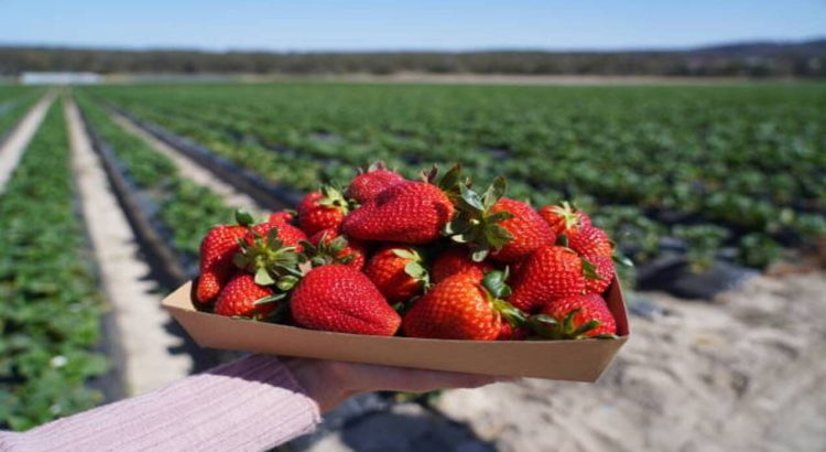 Penggerebekan Imigrasi dan Ketakutan Buruh Tani di California